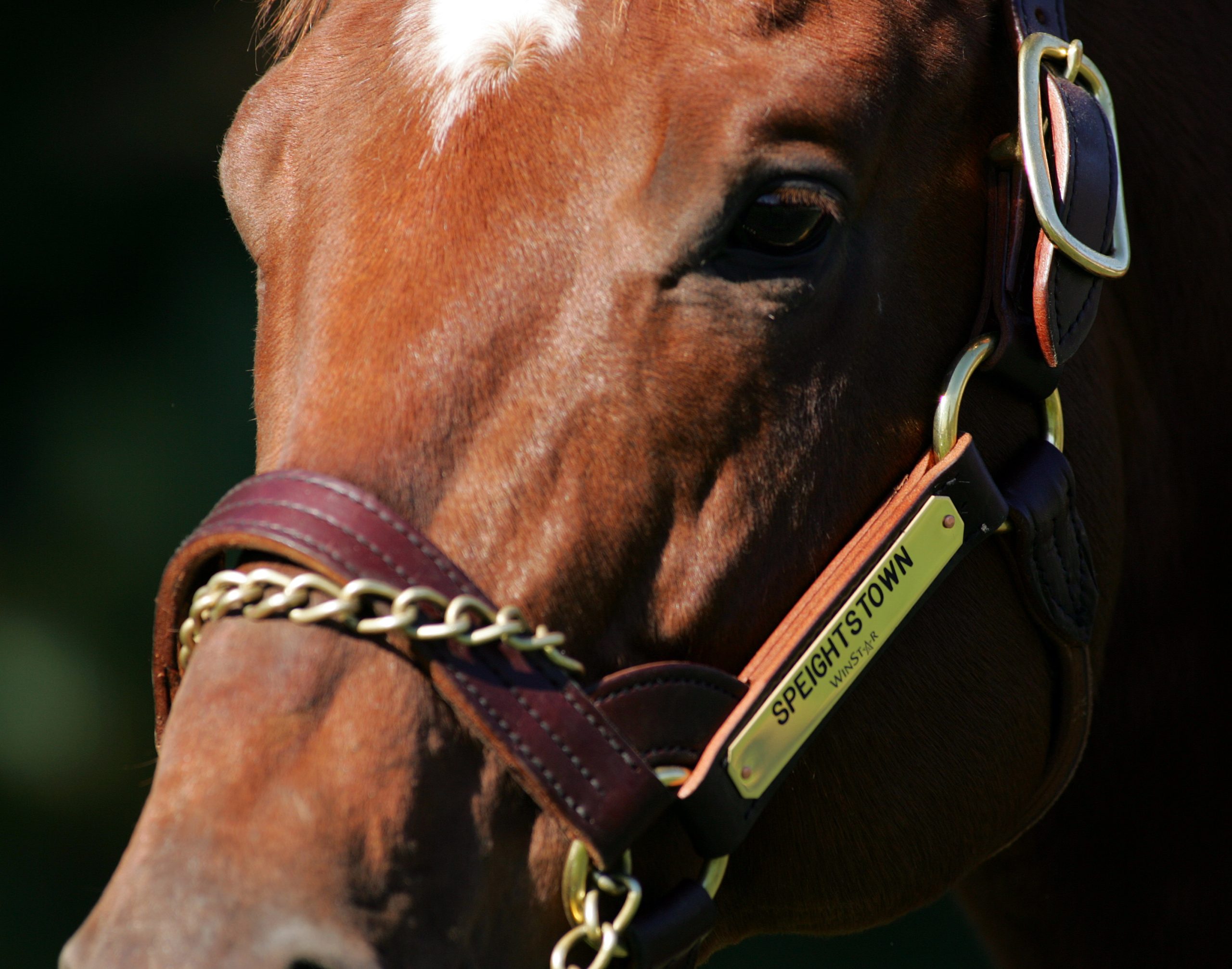 TDN