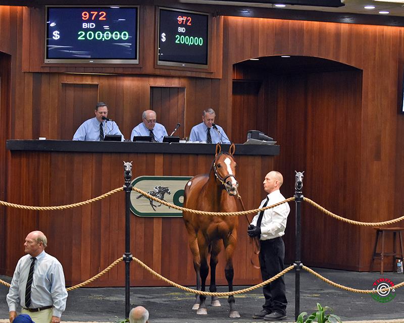 Bodemeister filly sells for 200K Friday at OBS April sale WinStar Farm