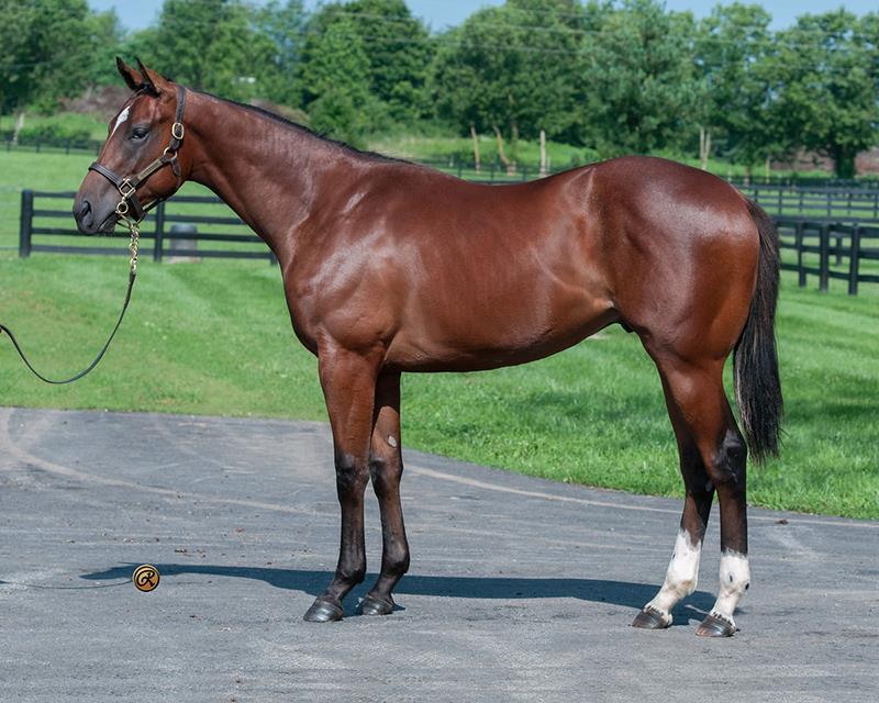 Gemologist colts shine at OBS August Select Yearling sale WinStar Farm