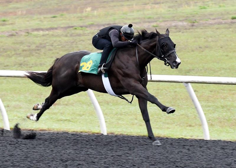 More Than Ready on top at OBS March sale with 1.2 million colt