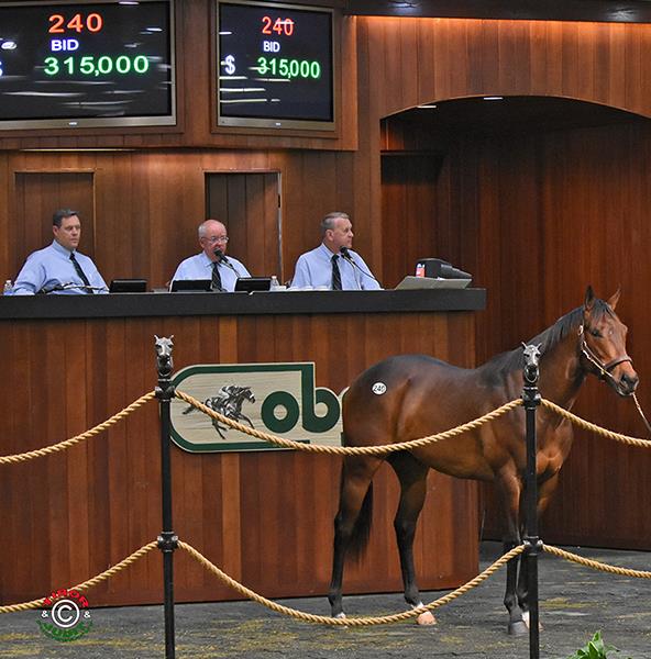 Overanalyze colt realizes 315,000 opening day of OBS April sale
