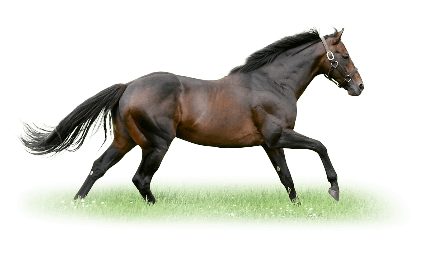 Paynter