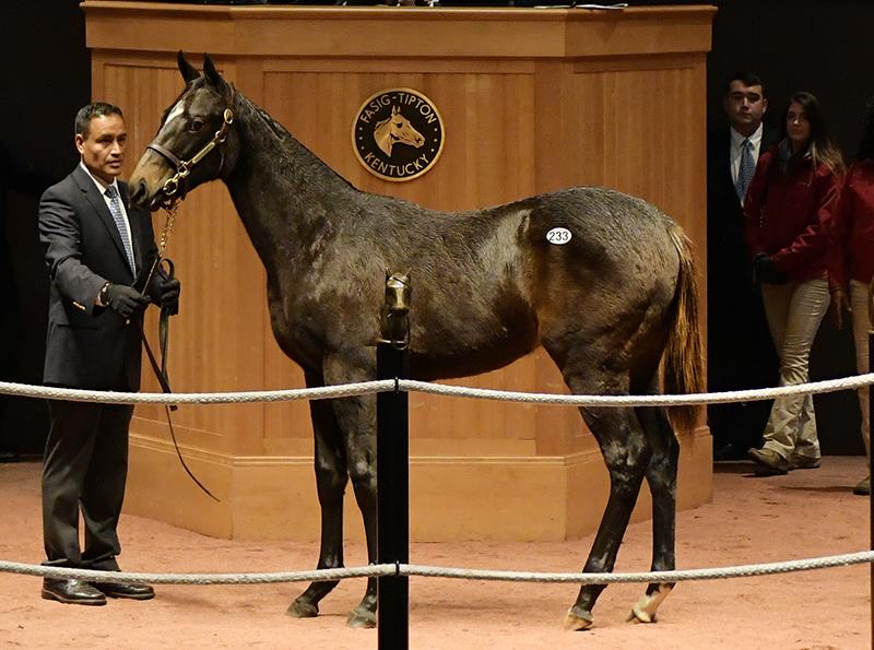 Pioneerof the Nile weanlings dominate FasigTipton November sale