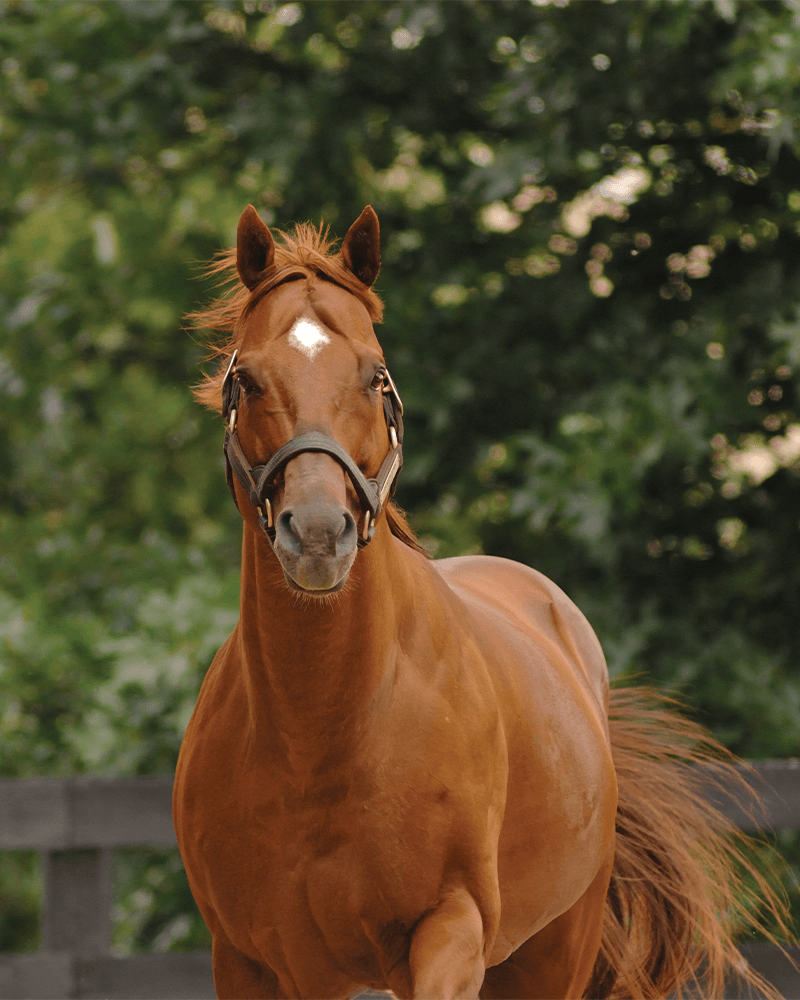 Speightstown