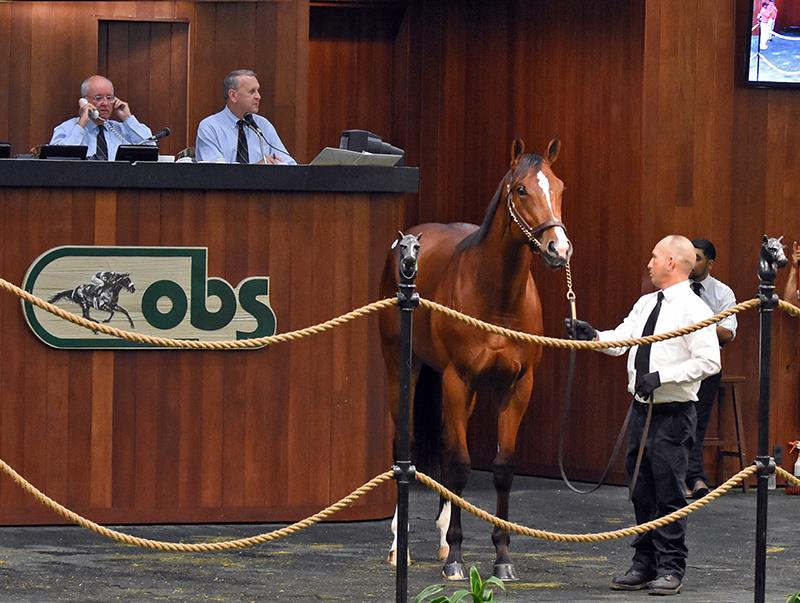 2.45 million Tiznow colt sets highwater mark at OBS April Sale