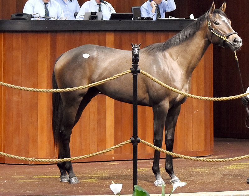 Audible's $535,000 filly, hip 1093, at the 2023 OBS Spring 2yo sale - Judit Seipert