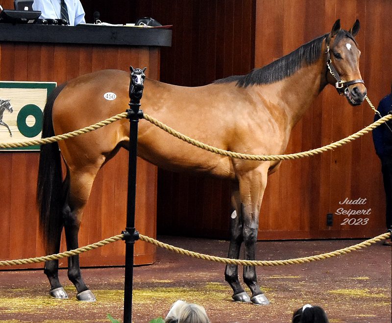 Audible's hip No. 450 in the ring at the 2023 OBS March 2yo sale - Judit Seipert photo