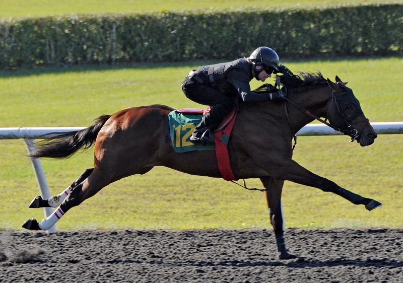 Audible's $425,000 colt, hip 112, at the 2023 OBS March 2yo sale - Tibor Szlavik photo