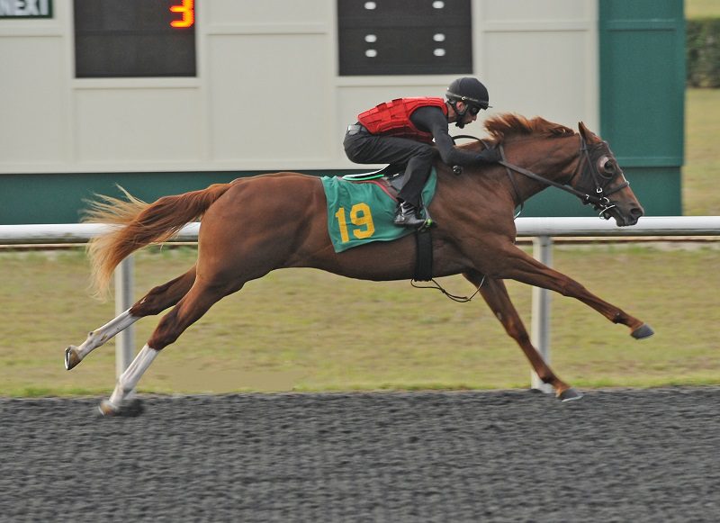Constitution's hip No. 19 breezing at the 2023 OBS Spring 2yo sale - Tibor photo