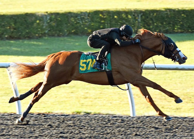Constitution's hip No. 574 breezing at the 2023 OBS March 2yo Under Tack Show - Judit Seipert