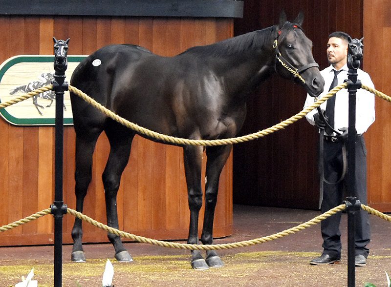 Good Samaritan's hip No. 193 in the ring at the OBS Spring 2yo sale - Judit Seipert