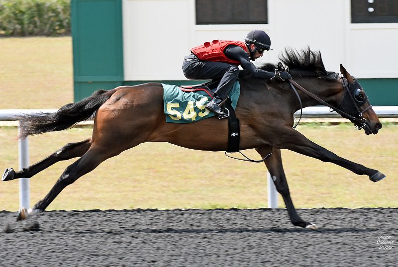 Yoshida's hip No. 545 at the 2023 OBS Spring 2yo sale - Judit Seipert photo