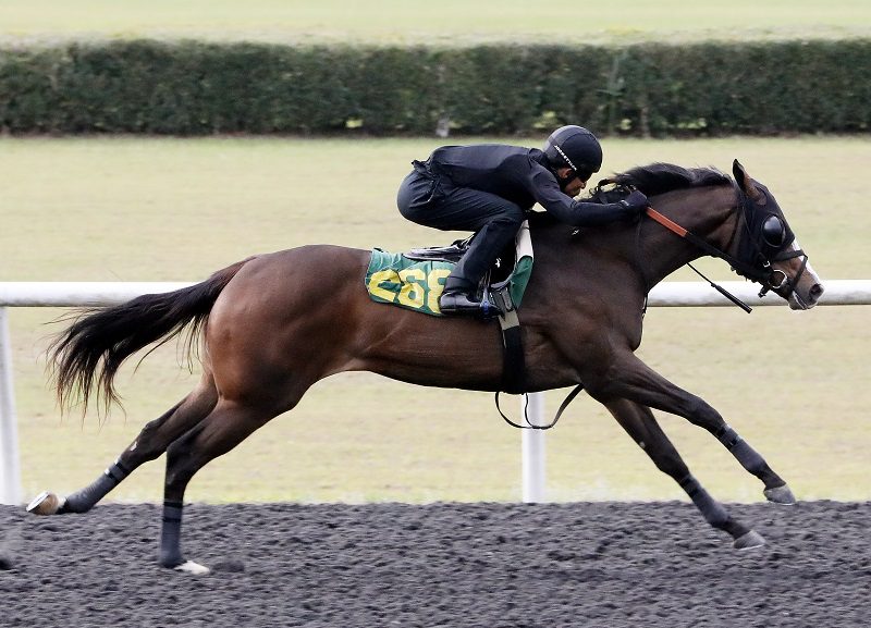 Yoshida's Hip 268 at the 2023 OBS 2 year old in training Sale - photo by Z