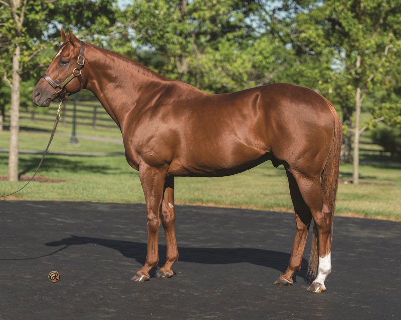 Speightstown - Louis Reinagel photo