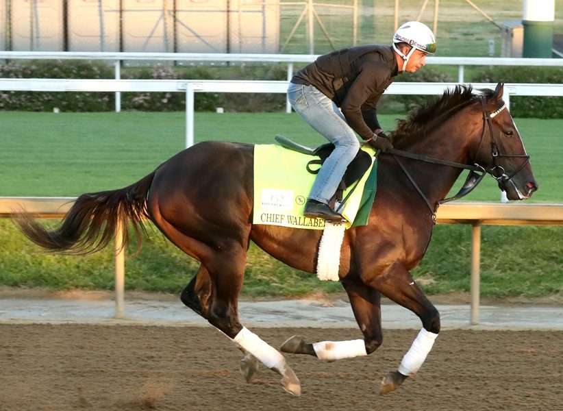 Cheif Wallabee training at Churchill Downs on April 17, 2026 - Renee Torbit